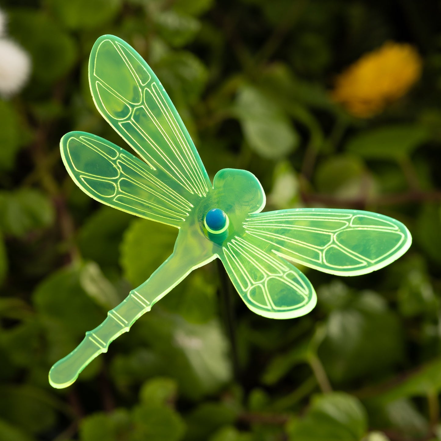 Dragonflies (Standard Wholesale Package)